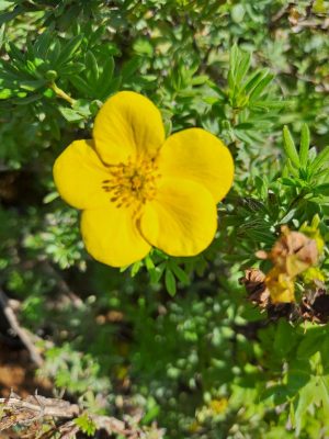 Cserjés pimpó (Potentilla fruticosa Goldfinger)