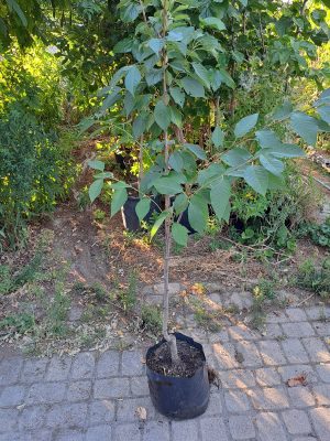 Japán díszcseresznye (Prunus serrulata Kansan)