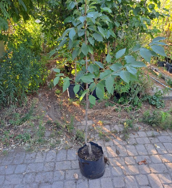 Japán díszcseresznye (Prunus serrulata Kansan)