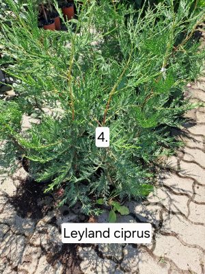 Leyland ciprus (Cupressocyparis leylandii)