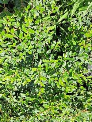 Svéd madárbirs (Cotoneaster Skogholm)