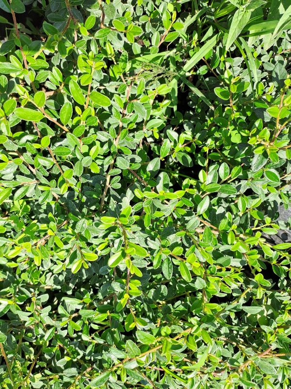Svéd madárbirs (Cotoneaster Skogholm)