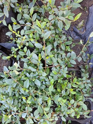 Szőnyeg madárbirs (Cotoneaster Bella)