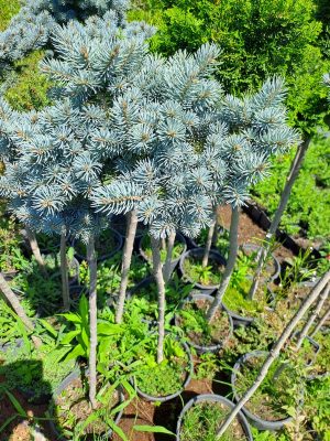 Törzses gömb ezüstfenyő (Picea pungens Glauca Globosa)