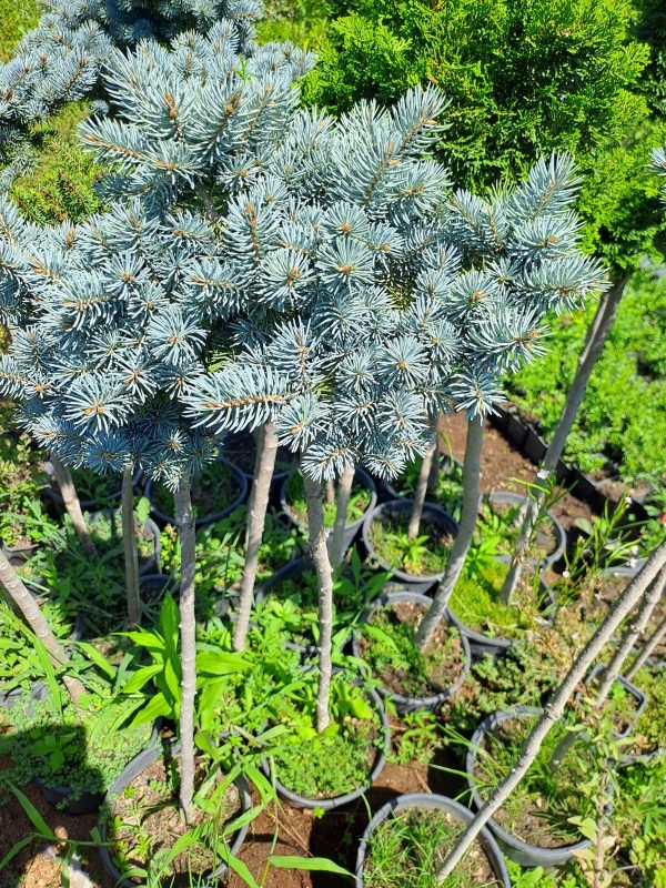 Törzses gömb ezüstfenyő (Picea pungens Glauca Globosa) Törzses gömb ezüstfenyő (Picea pungens Glauca Globosa)